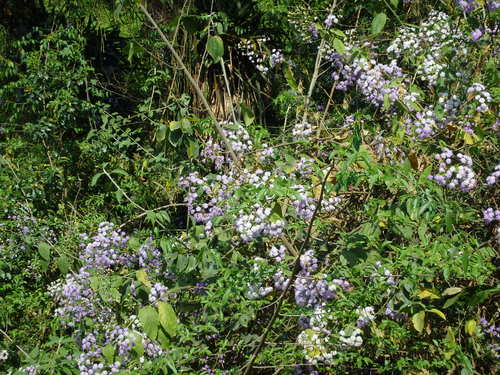 Flowering shrubs on the roadside.